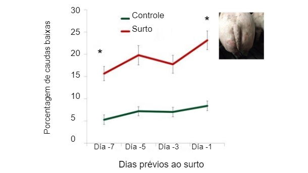 Figura 1. Porcentagem de caudas baixas nos dias anteriores ao surto.